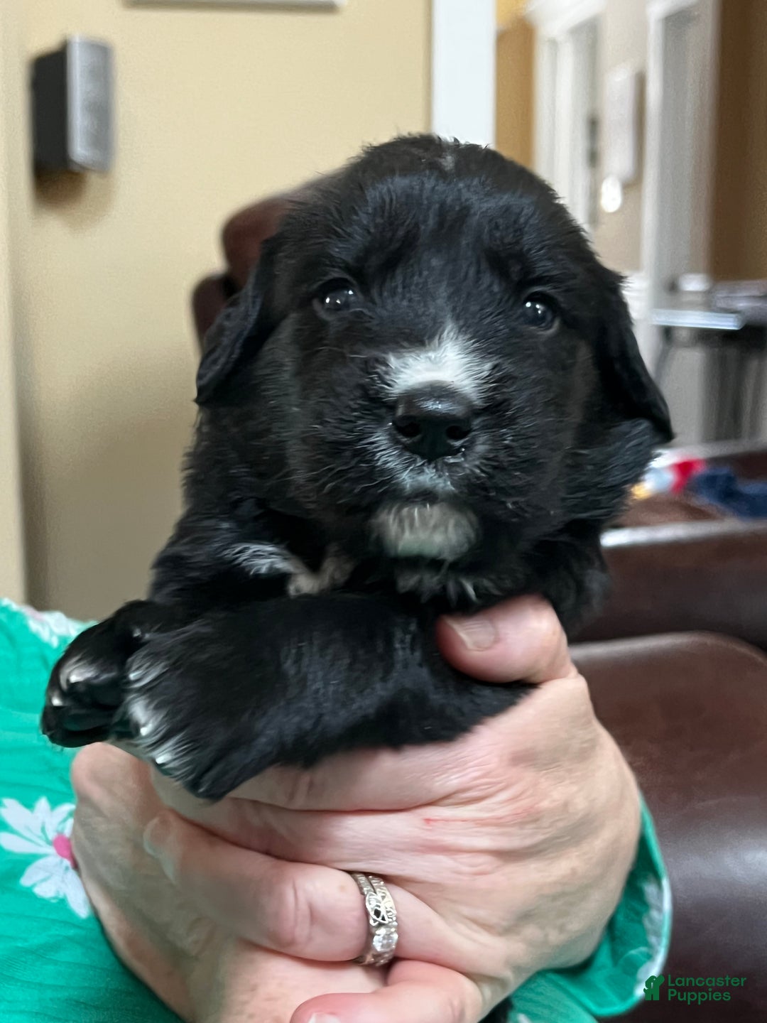 Goldador dogs for sale: Lafawnduh  - Ad 1