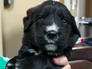 Goldador dogs Lafawnduh - Ad 14