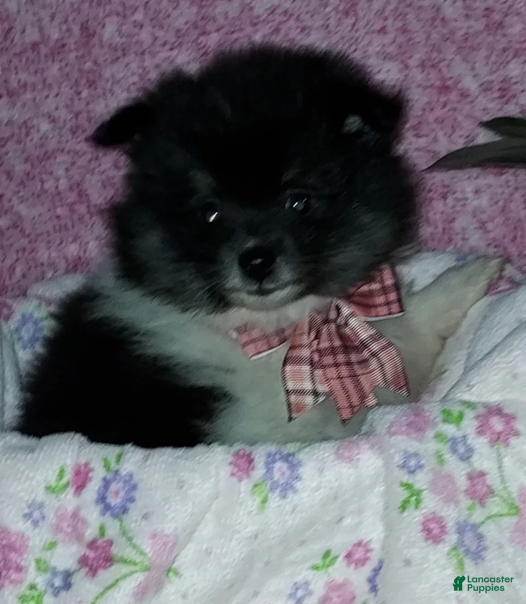 Pomeranian dogs for sale: Dollie - Ad 1