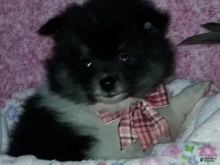 Pomeranian dogs for sale: Dollie - Ad 3