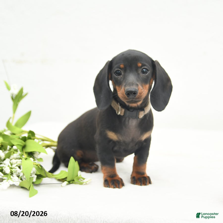 Miniature Dachshund dogs Lucy Lu - Ad 1