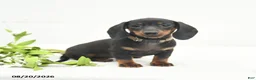 Miniature Dachshund dogs for sale: Lucy Lu - Ad 1