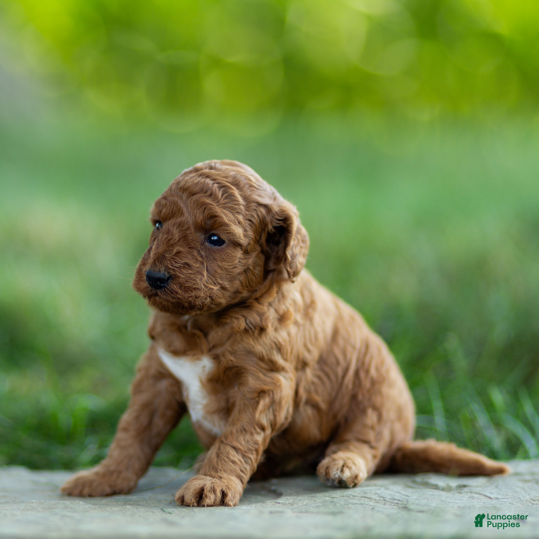 Labradoodle dogs Winnie Labradoodle  - Ad 2