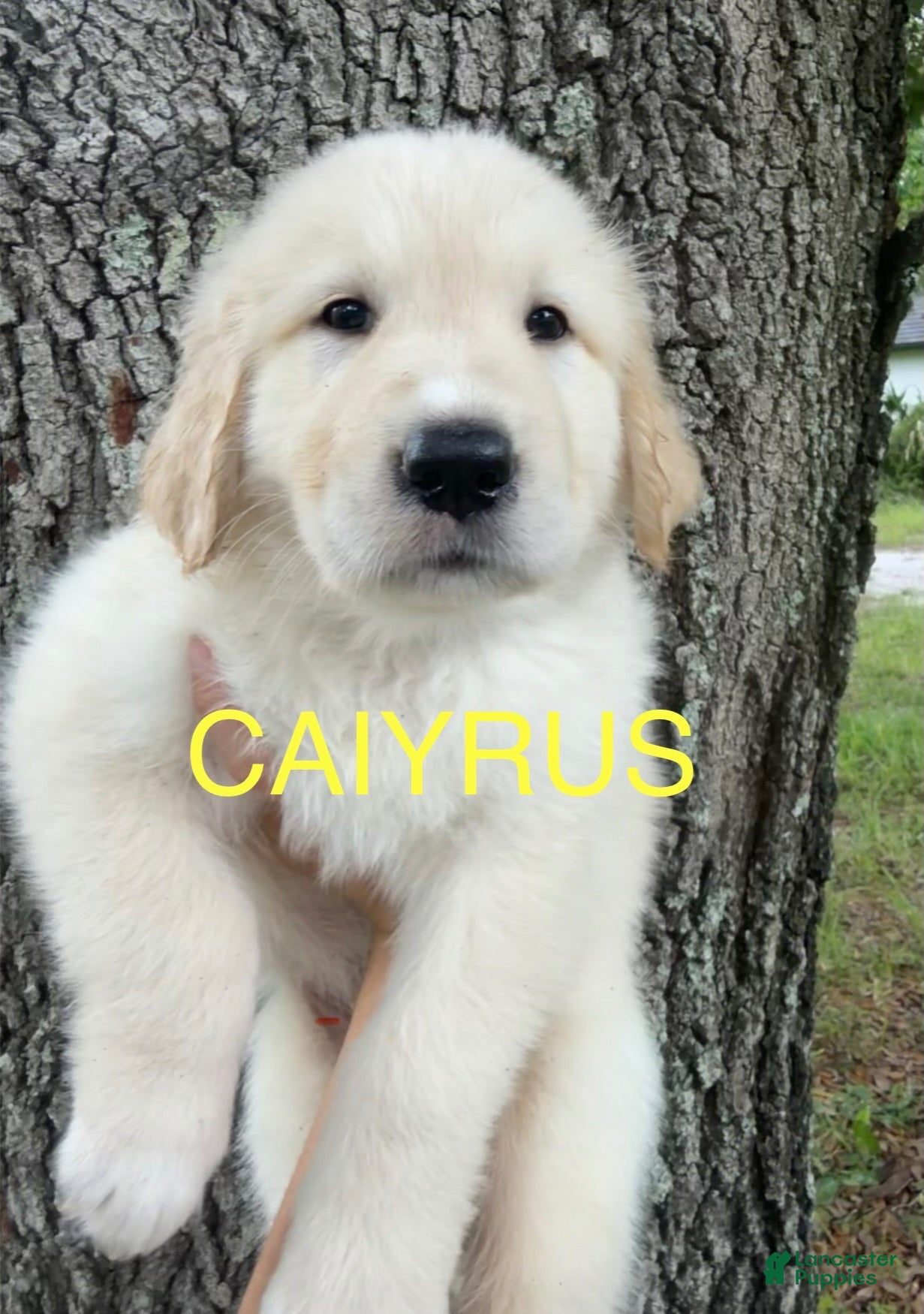 Mixed Breed dogs for sale: Caiyrus - Ad 3