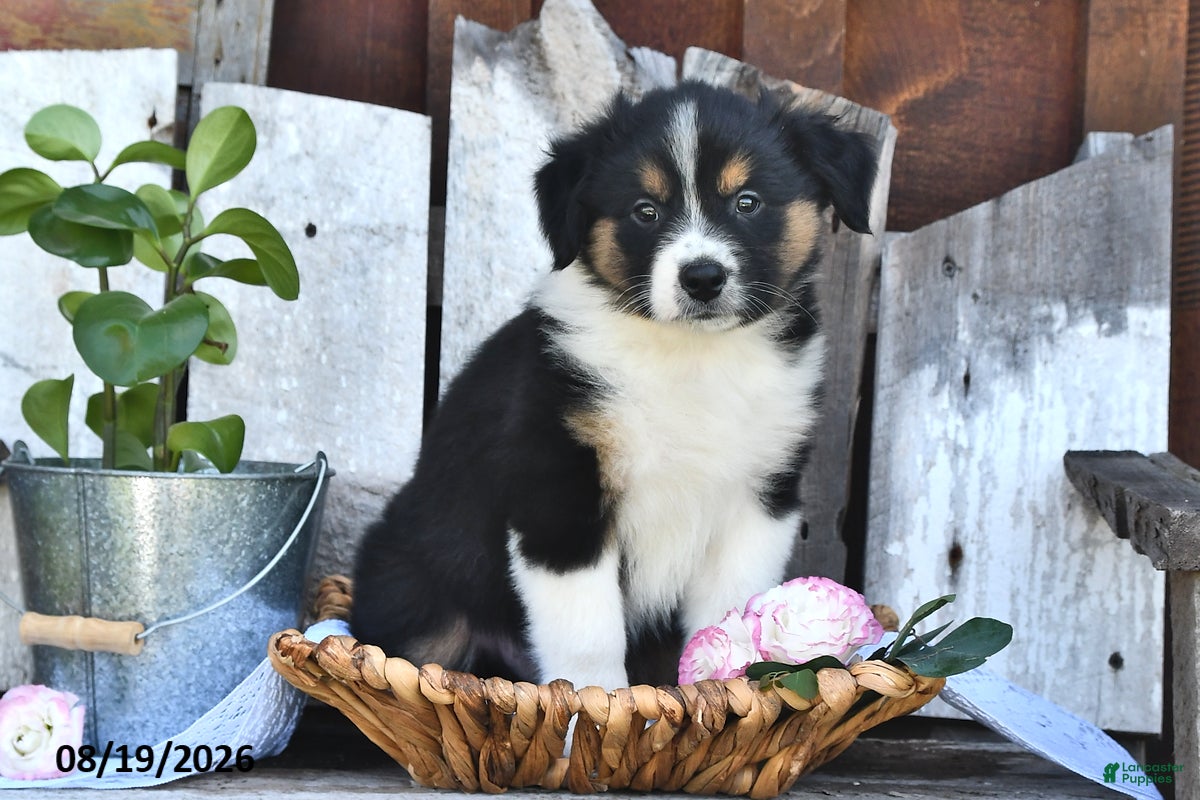 Australian Shepherd dogs Tim - Ad 1