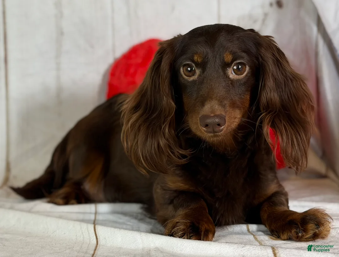 Miniature Dachshund dogs for sale: Lance LH DNA OFA  - Ad 7