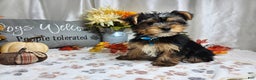 Yorkshire Terrier dogs for sale: Dexter - Ad 8