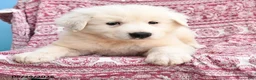 Mixed Breed dogs for sale: Henry - Ad 3