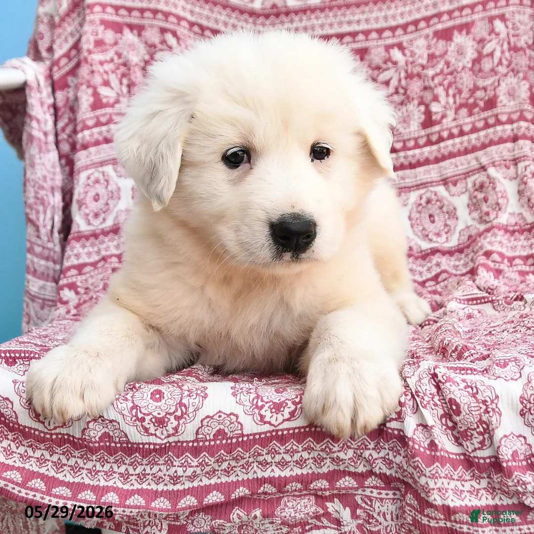 Mixed Breed dogs for sale: Henry - Ad 3