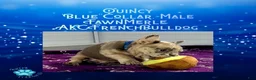 French Bulldog dogs for sale: Quincy “Blue” Collar, Male - Ad 17