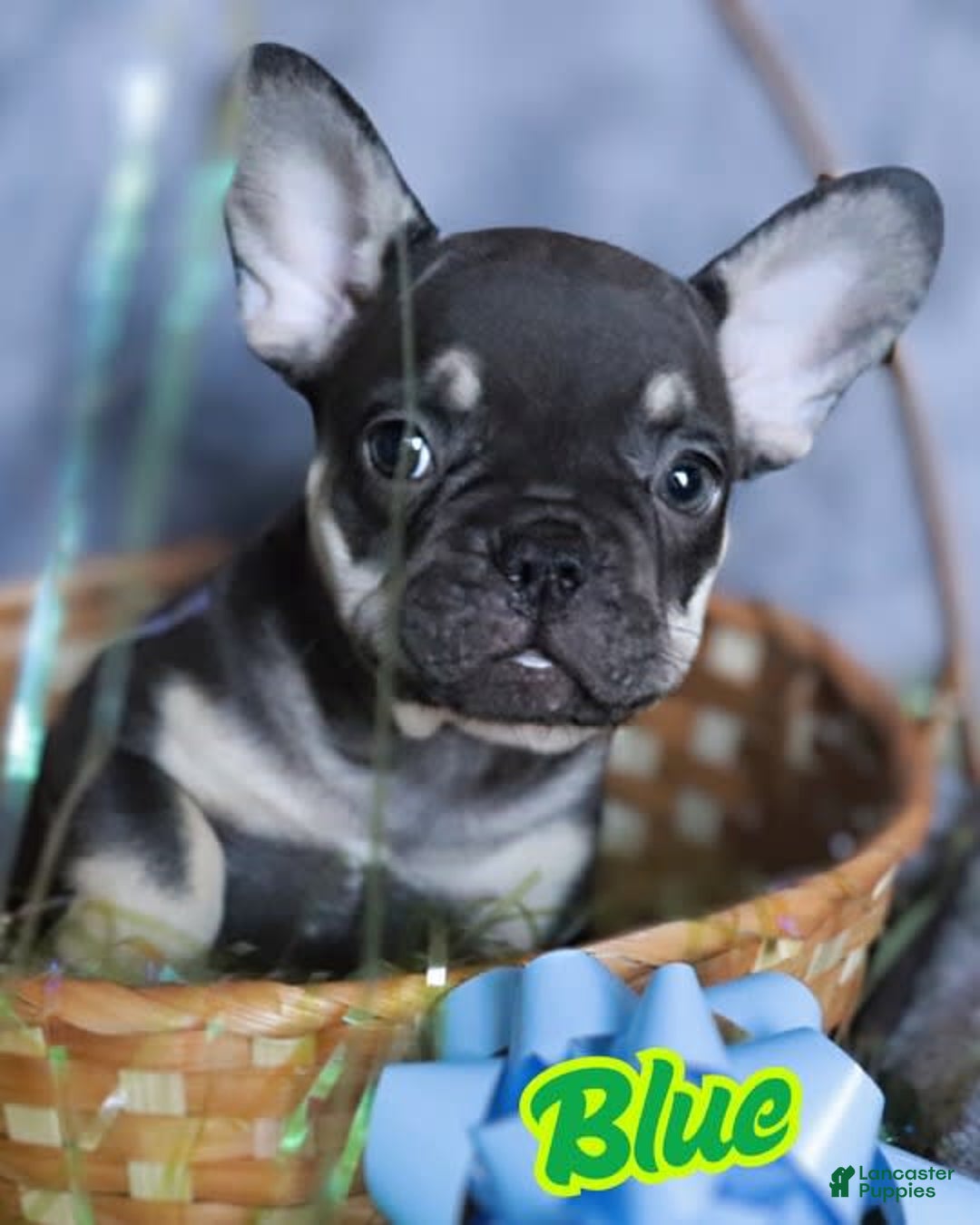 French Bulldog dogs for sale: Blue - Ad 4