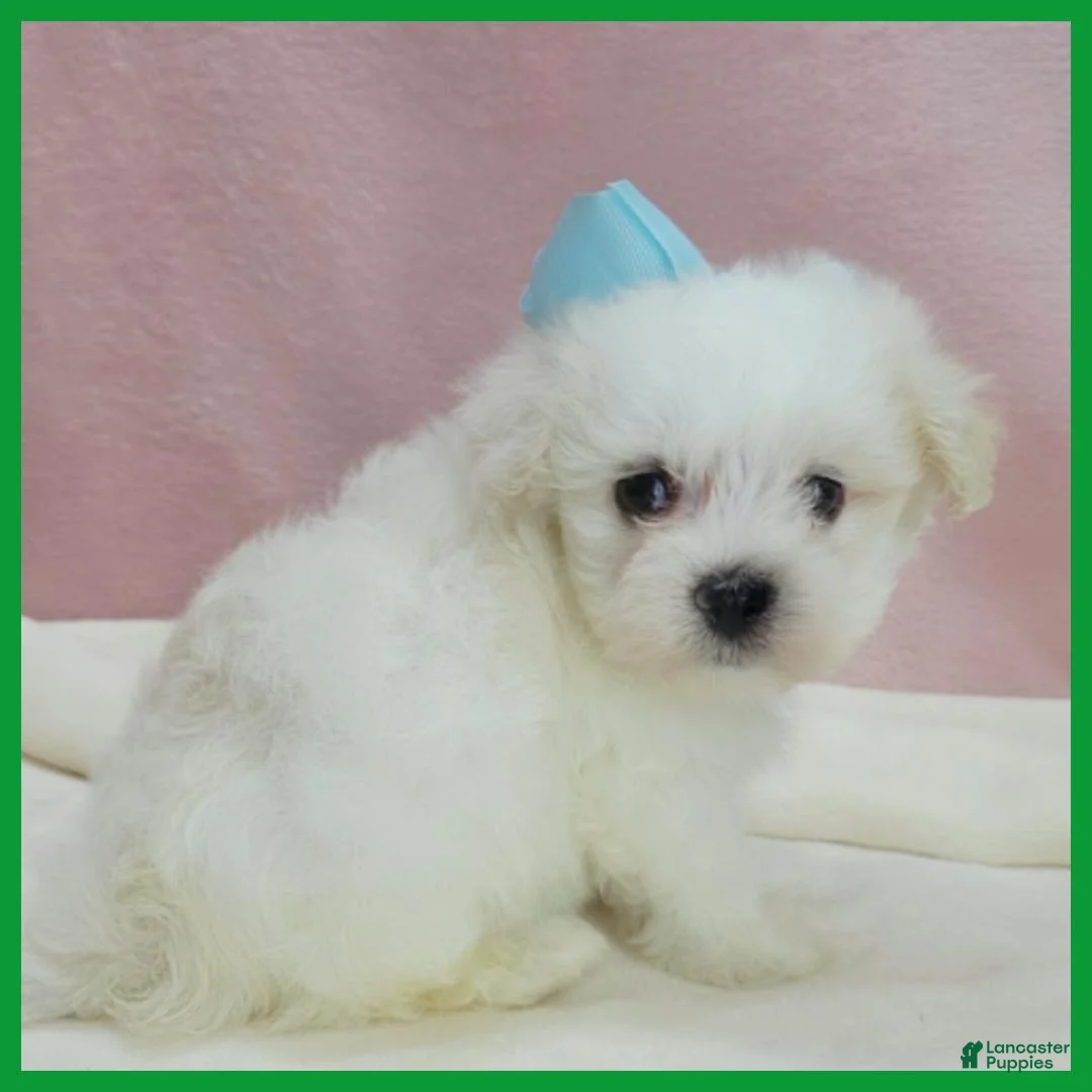 Maltipoo dogs for sale: Max - Ad 4