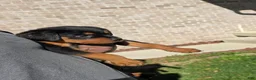 Rottweiler dogs for sale: Rottweiler 5 - Ad 3