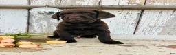 Labrador Retriever dogs for sale: Duke - Ad 1