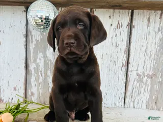 Labrador Retriever dogs Duke - Ad 23