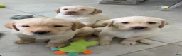 Labrador Retriever dogs for sale: Labrador Retriever 2 Honey  - Ad 4