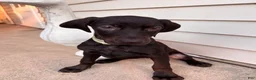 Mixed Breed dogs for sale: Tango - Ad 4