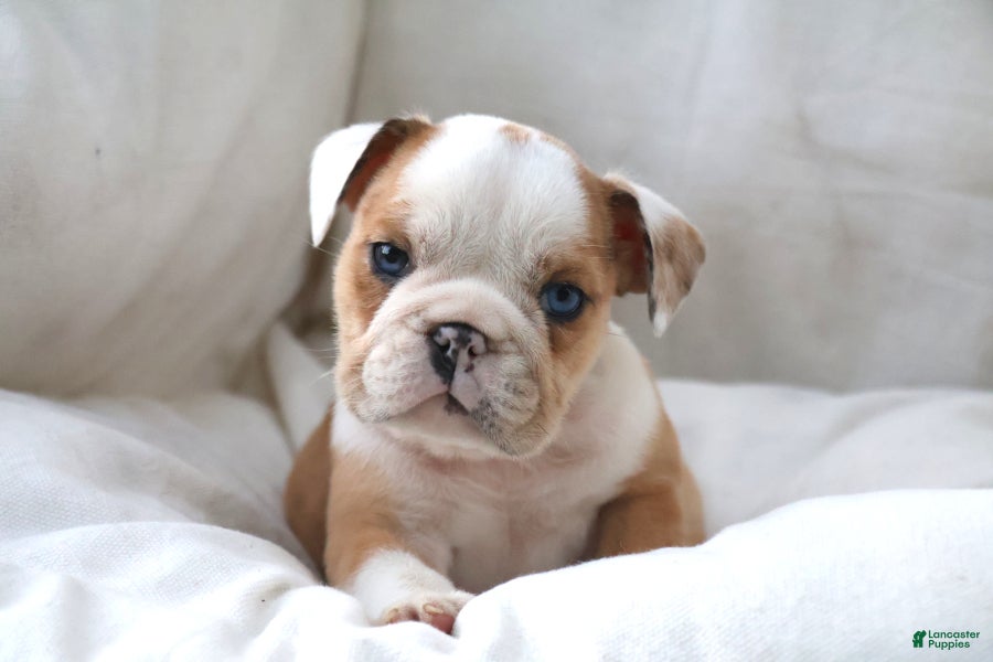 English Bulldog dogs Dante - Ad 2