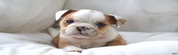 English Bulldog dogs for sale: Dante - Ad 2