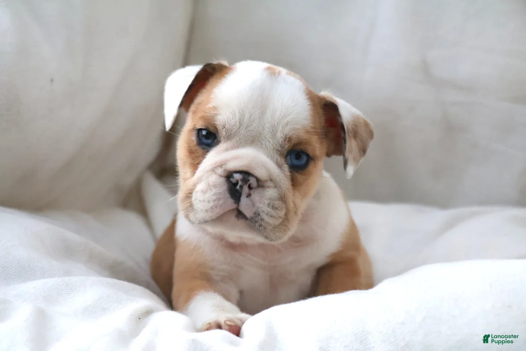 English Bulldog dogs for sale: Dante - Ad 2