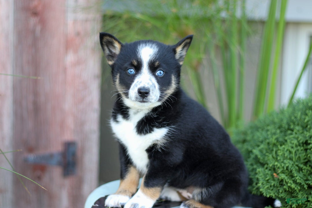 Pomsky dogs for sale: Candy - Ad 2
