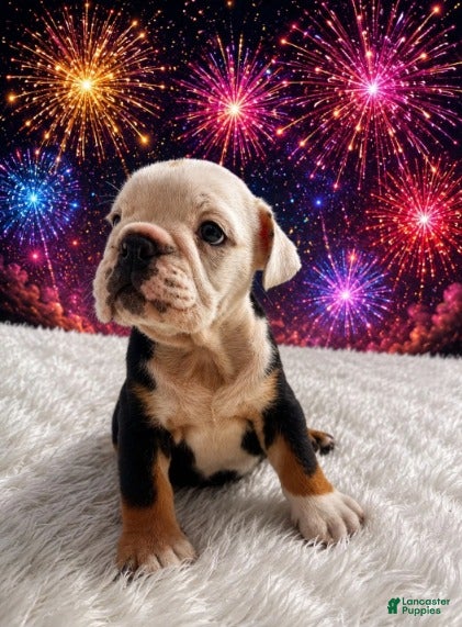 English Bulldog dogs for sale: Bela_Female - Ad 3