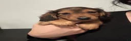 Miniature Dachshund dogs for sale: Teddy - Ad 4