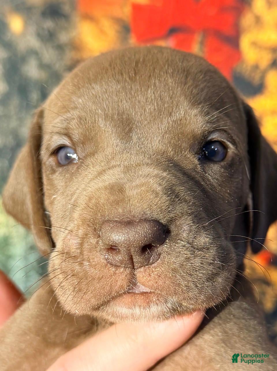 Great Dane dogs Vince - Chocolate - Ad 42