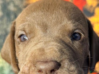 Great Dane dogs Vince - Chocolate - Ad 41