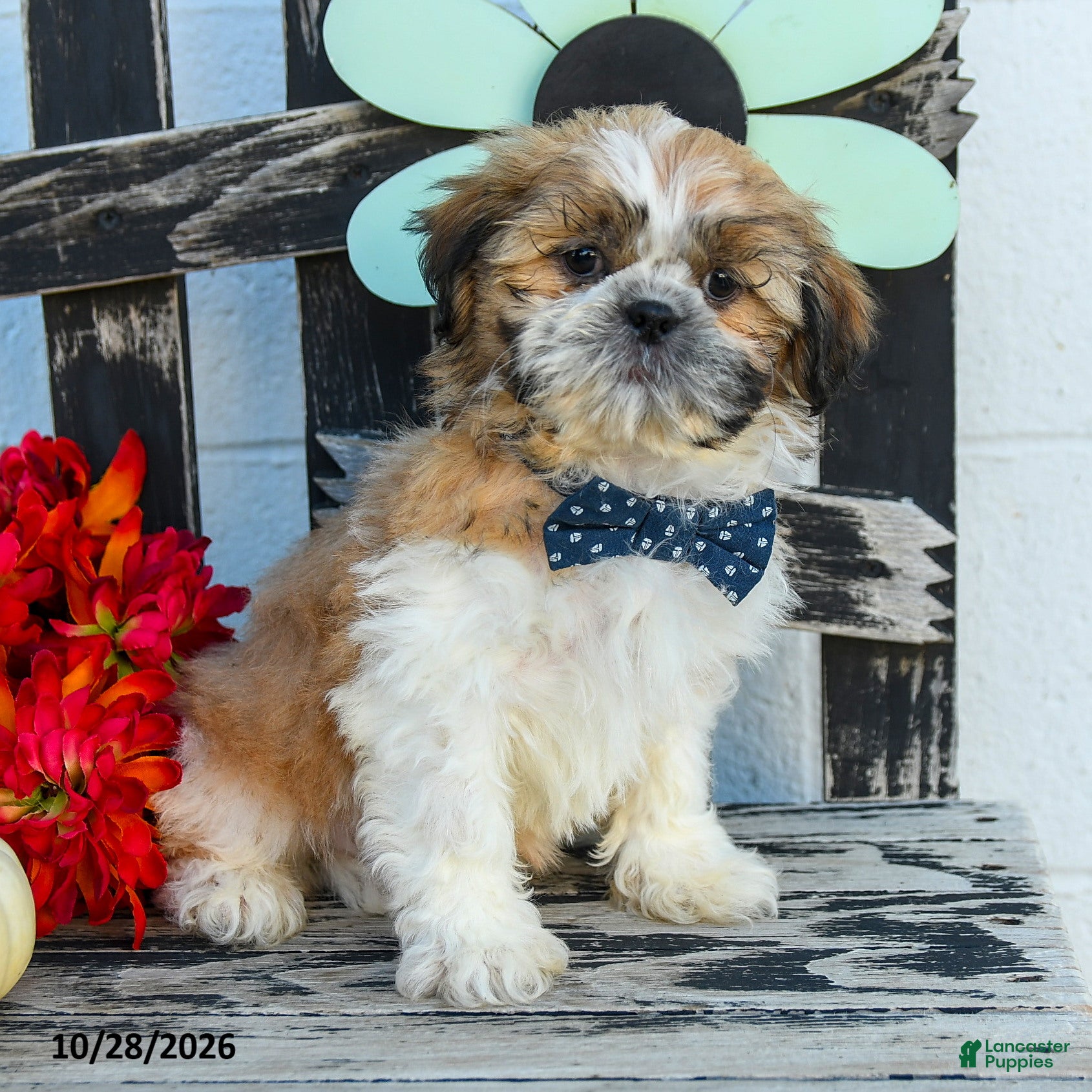 Shih Tzu dogs for sale: Mikey - Ad 1