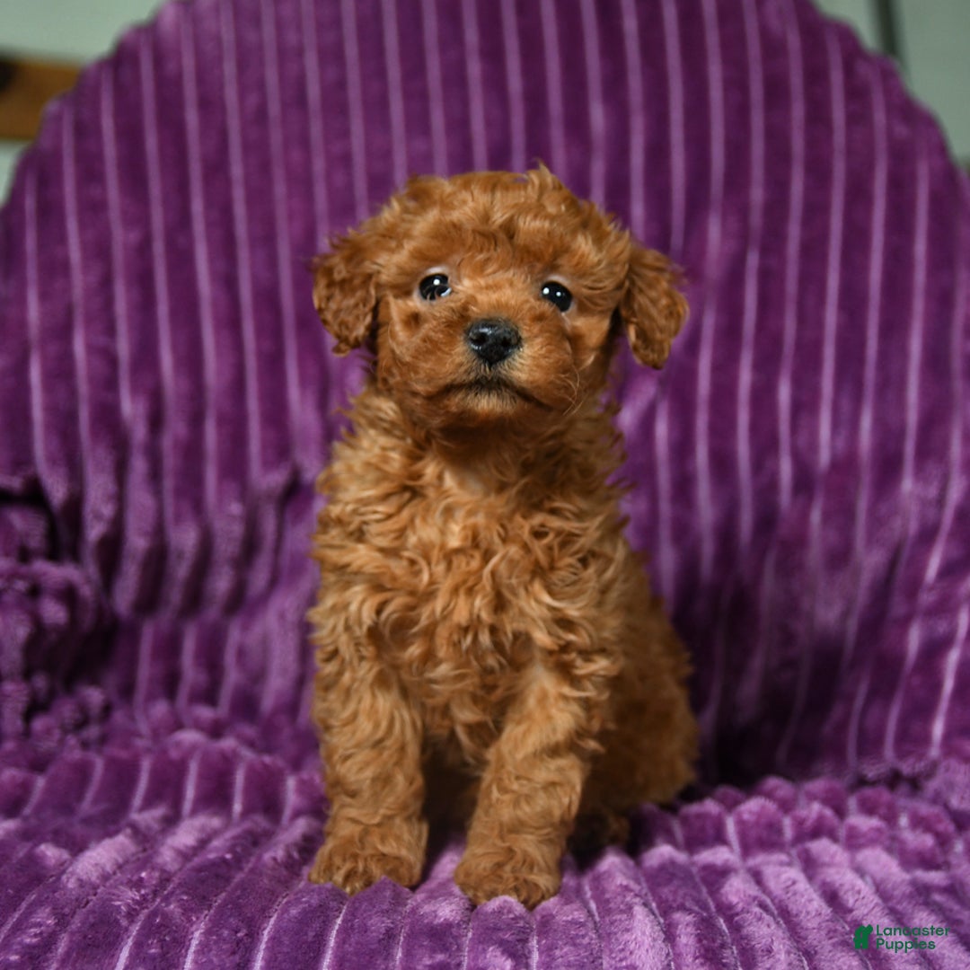 Miniature Poodle dogs for sale: Infinity - Ad 1