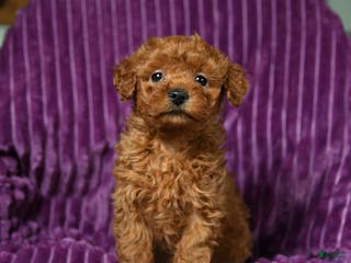 Miniature Poodle dogs Infinity - Ad 15