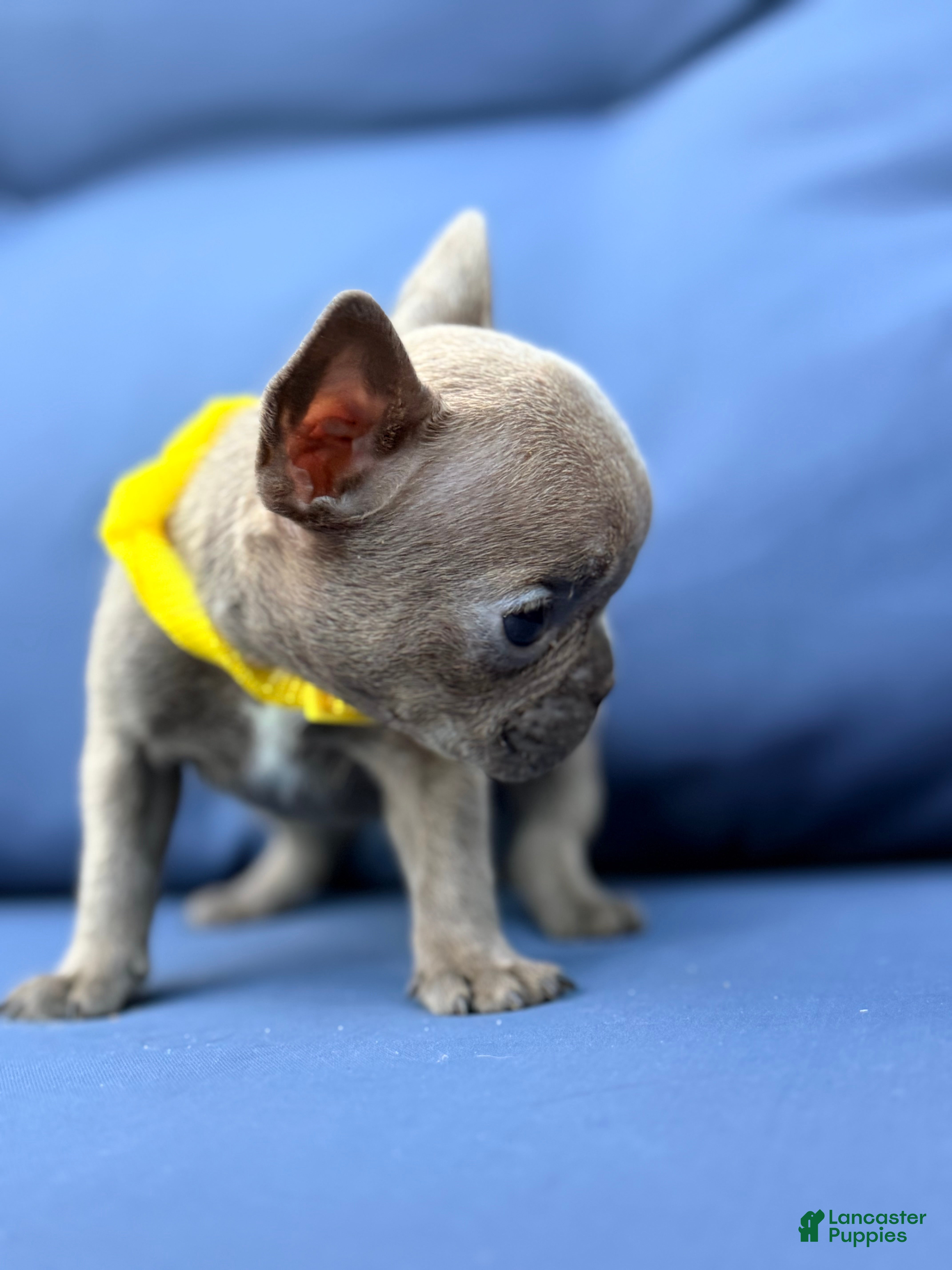 French Bulldog dogs Tiny - Ad 2