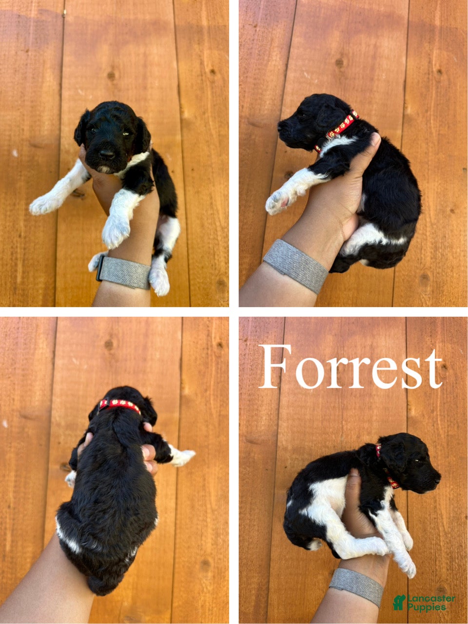Standard Poodle dogs Forrest - Ad 2