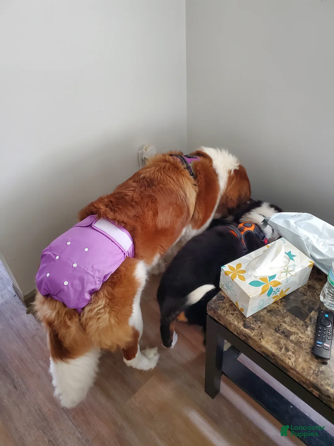 Mixed Breed dogs for sale: Zues - Ad 36