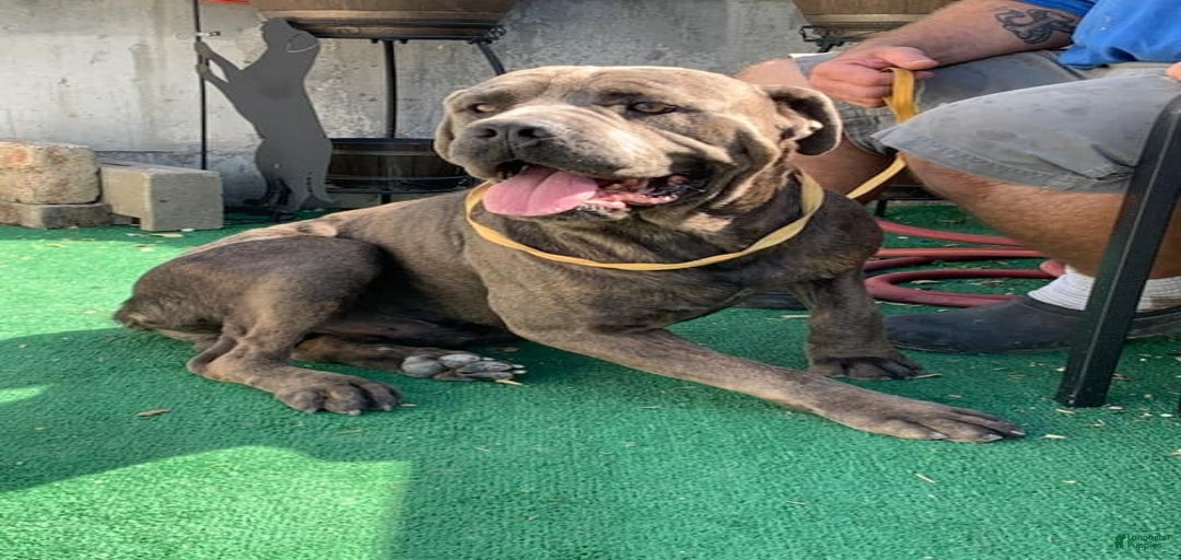 Gallery Image {{count}}