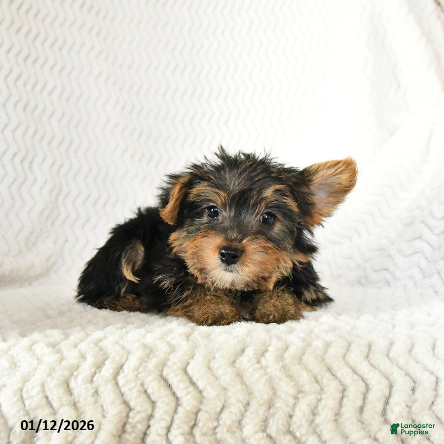 Yorkshire Terrier dogs Archie - Ad 2