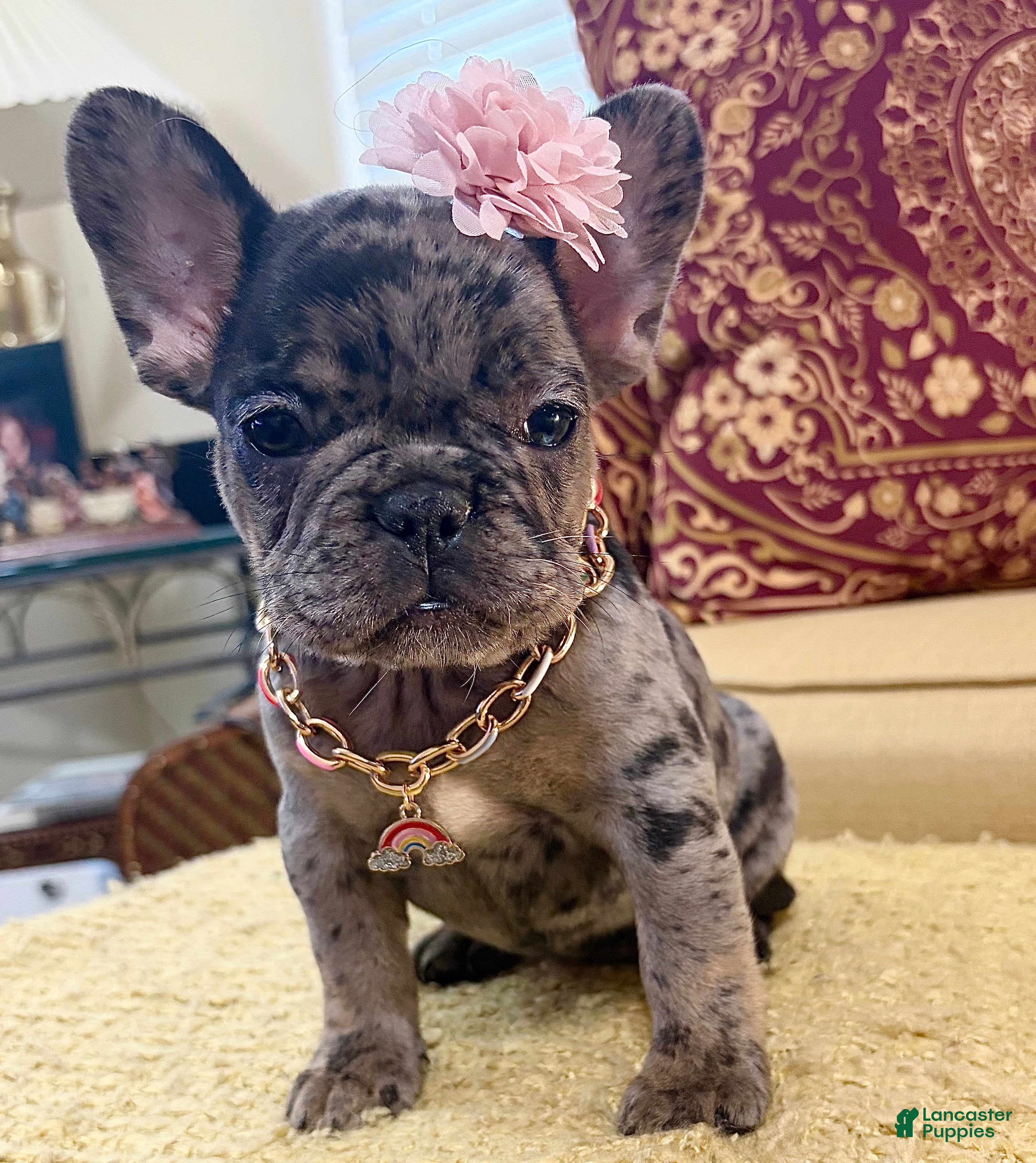 French Bulldog dogs Tilly Milly - Ad 1