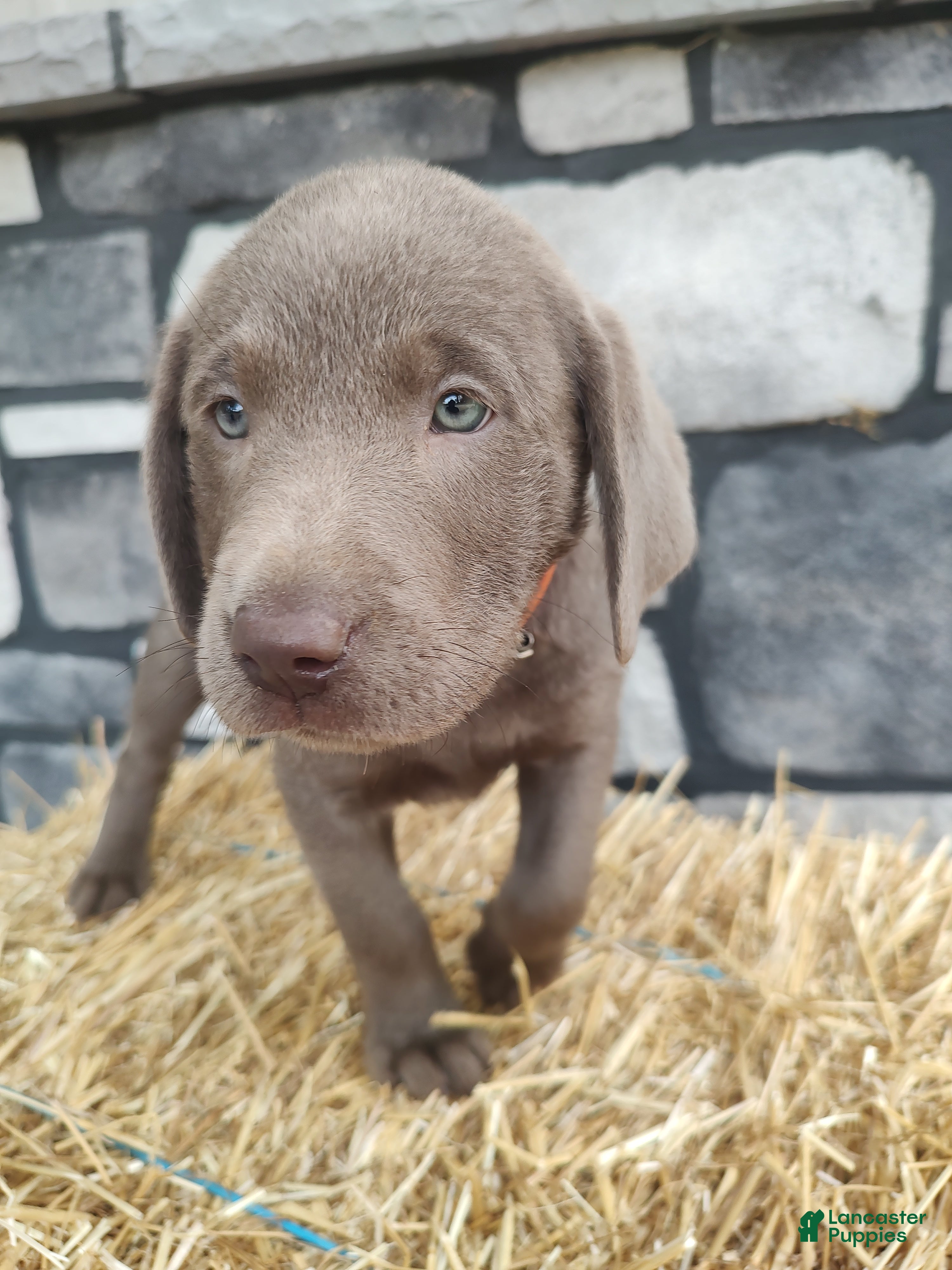 Labrador Retriever dogs Buddy - Ad 2