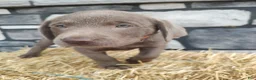 Labrador Retriever dogs for sale: Buddy - Ad 2