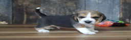 Beagle dogs for sale: Brett - Ad 11