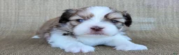 Teddy Bear dogs for sale: Sophia - Ad 3