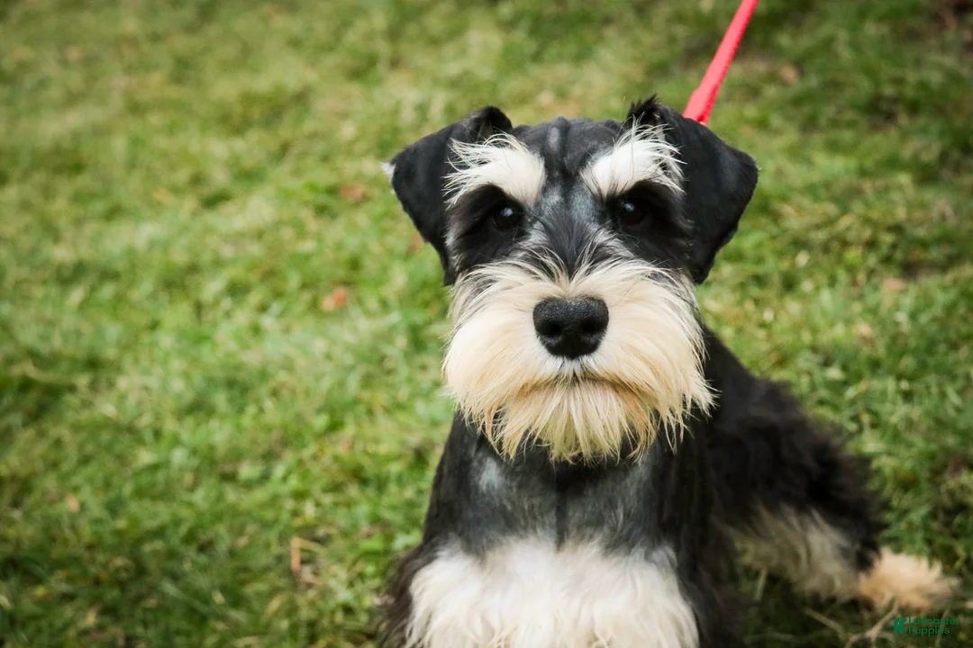 Miniature Schnauzer dogs for sale: Johann - Ad 3