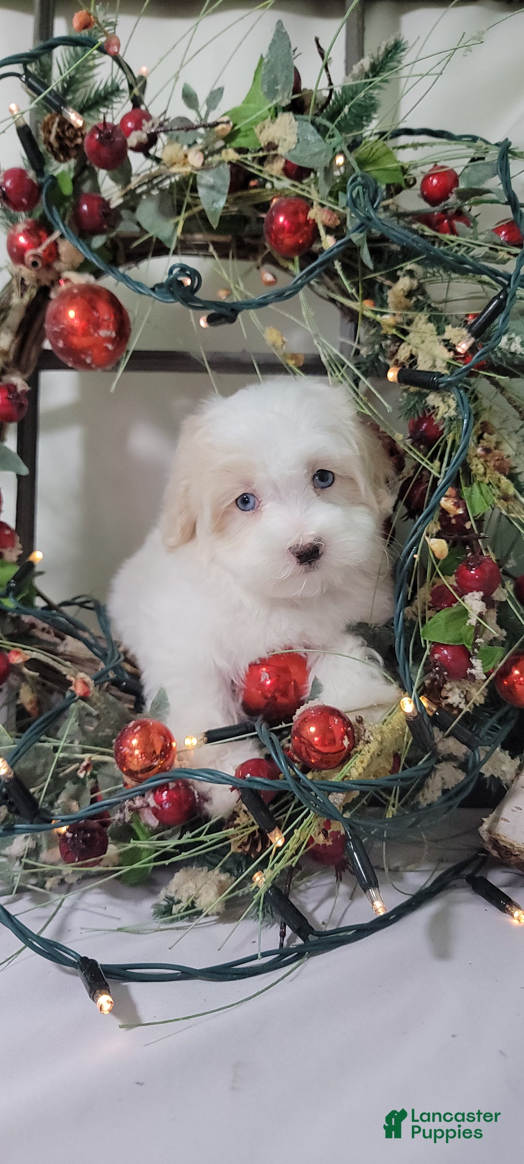 Maltipoo dogs for sale: April - Ad 9