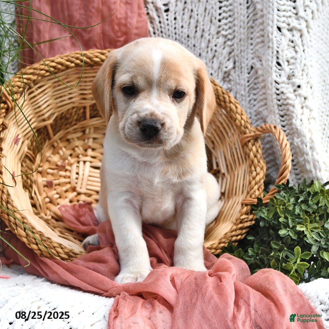 Mixed Breed dogs for sale: Atticus - Ad 6