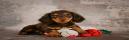 Miniature Dachshund dogs for sale: Sophie - Ad 22