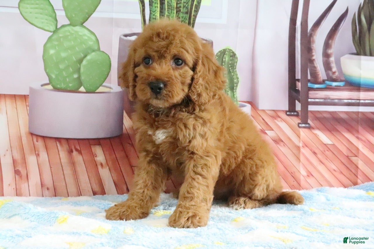 Mini Goldendoodle dogs Kloe - Ad 2