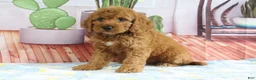 Mini Goldendoodle dogs for sale: Kloe - Ad 2