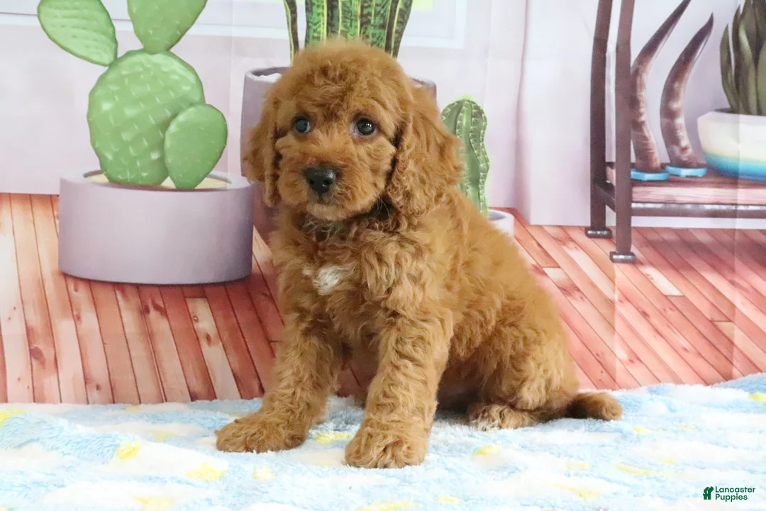 Mini Goldendoodle dogs for sale: Kloe - Ad 2
