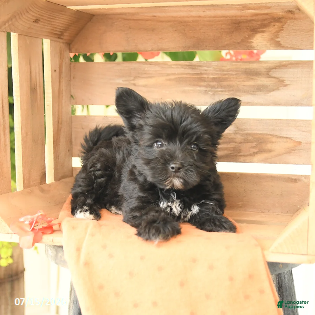 Morkie dogs for sale: Henry - Ad 3